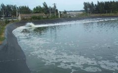 魚塘91短视频APP免费版下载膜價格 pe91短视频官网報價