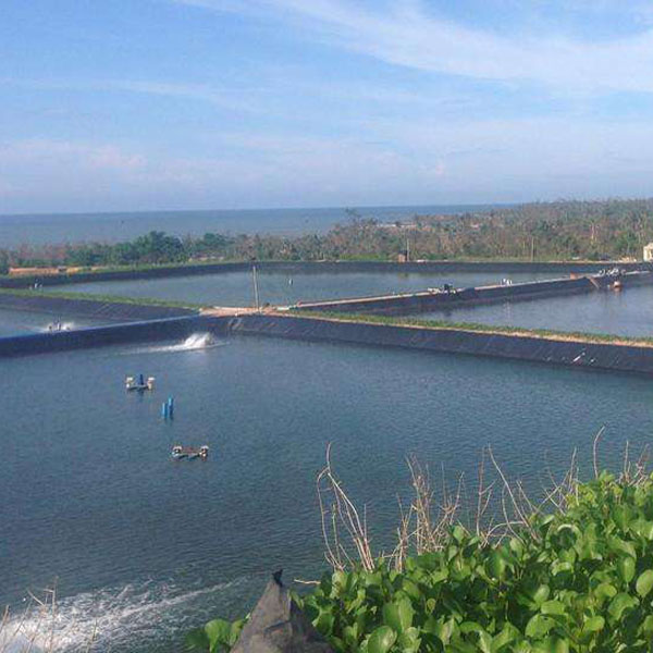 魚塘91短视频APP免费版下载膜